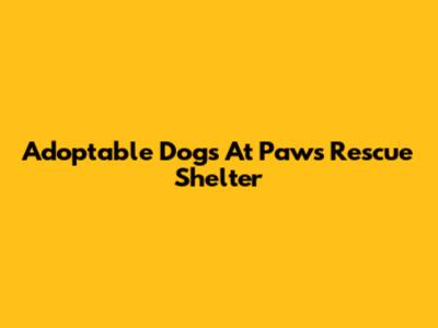 Adoptable Dogs At Paws Rescue Shelter