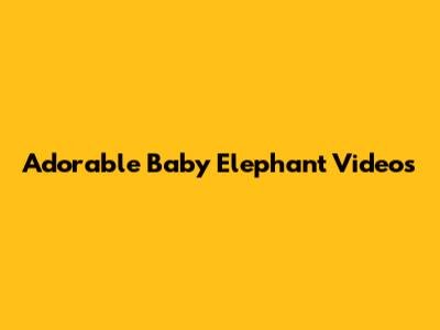 Adorable Baby Elephant Videos