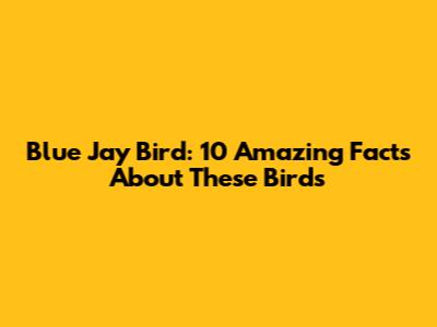 Blue Jay Bird: 10 Amazing Facts About These Birds