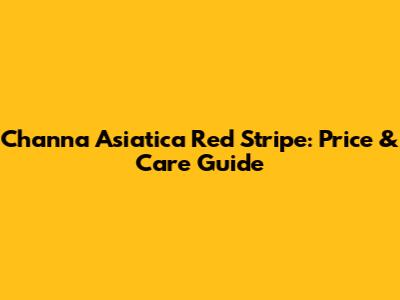 Channa Asiatica Red Stripe: Price & Care Guide