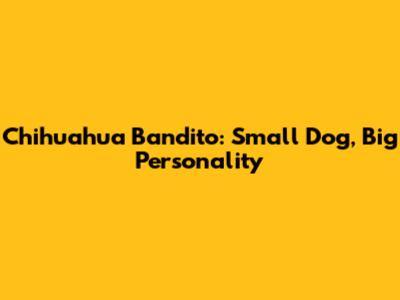 Chihuahua Bandito: Small Dog, Big Personality