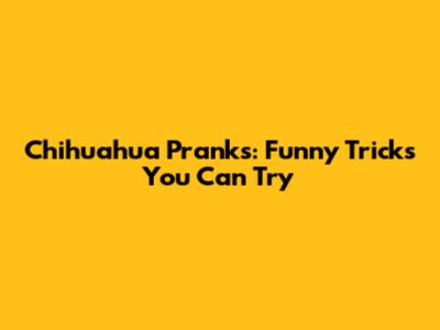 Chihuahua Pranks: Funny Tricks You Can Try