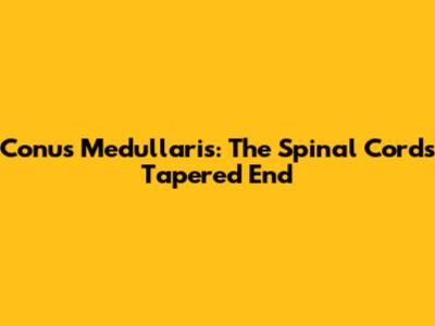Conus Medullaris: The Spinal Cord's Tapered End