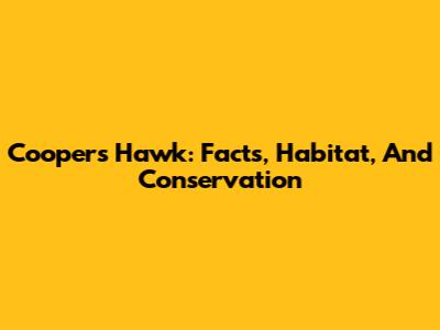Cooper's Hawk: Facts, Habitat, And Conservation