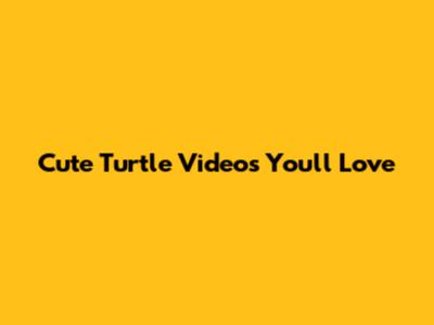 Cute Turtle Videos You'll Love