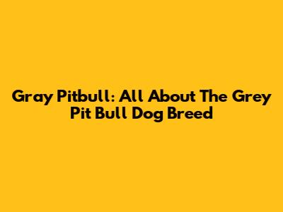 Gray Pitbull: All About The Grey Pit Bull Dog Breed