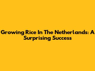Growing Rice In The Netherlands: A Surprising Success