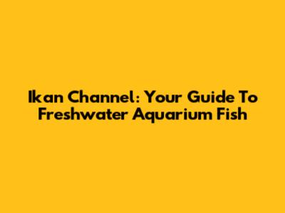 Ikan Channel: Your Guide To Freshwater Aquarium Fish