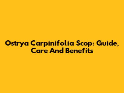 Ostrya Carpinifolia Scop: Guide, Care And Benefits