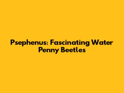Psephenus: Fascinating Water Penny Beetles