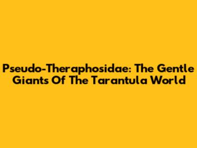 Pseudo-Theraphosidae: The Gentle Giants Of The Tarantula World