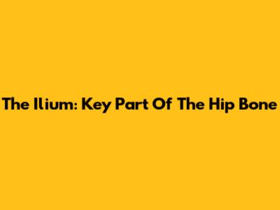 The Ilium: Key Part Of The Hip Bone