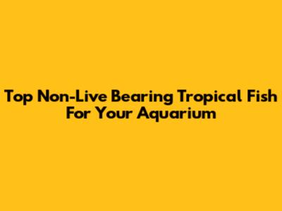 Top Non-Live Bearing Tropical Fish For Your Aquarium
